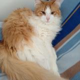 Picture of cat lost at Jougne