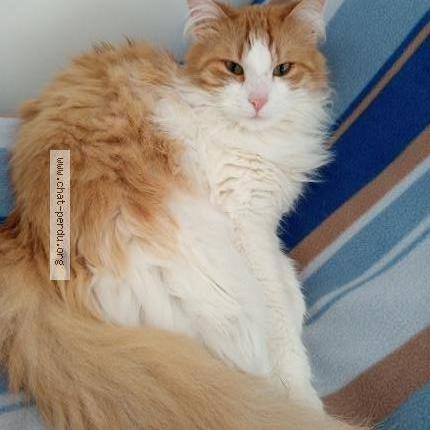 Photo 1/1 Beltan Chat lost in Jougne