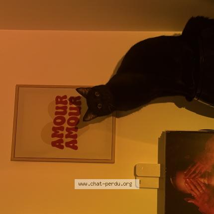 Photo 1/1 Korkmou Chat lost in Tours