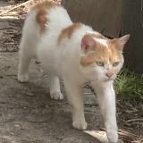 Picture of cat lost at Noisy Le Sec