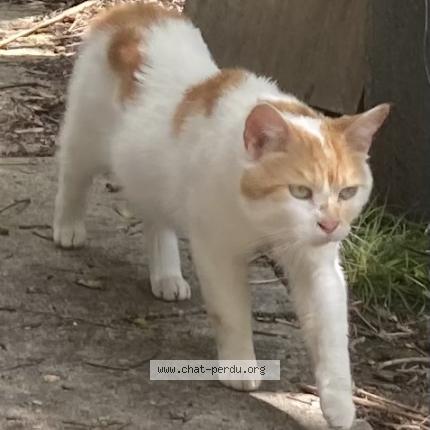 Photo 1/1 Loflek Chat lost in Noisy le sec