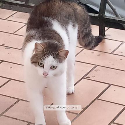 Photo 1/1 Noisette Chat lost in Saint denis les bourg