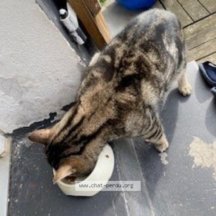 Photo 1/1 Found cat Found in Beaumont sur oise