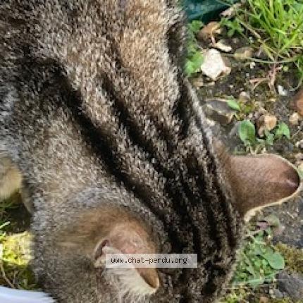 Photo 2/5 Found cat Found in Beaumont sur oise