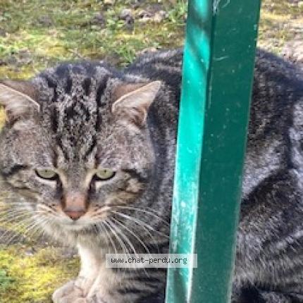 Photo 3/5 Found cat Found in Beaumont sur oise