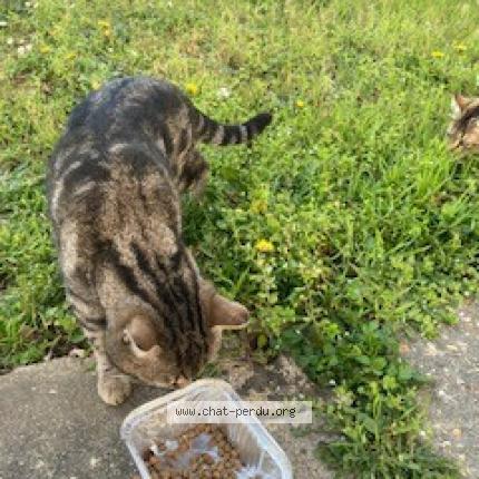 Photo 5/5 Found cat Found in Beaumont sur oise