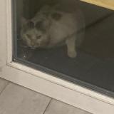 Picture of cat found at Beaumont Sur Oise