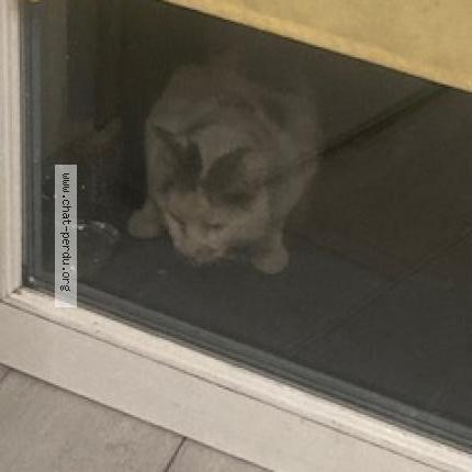 Photo 2/3 Found cat Found in Beaumont sur oise