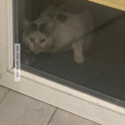 Photo 3/3 Found cat Found in Beaumont sur oise