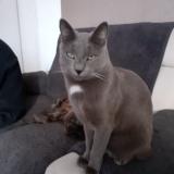 Picture of cat lost at Carbonne