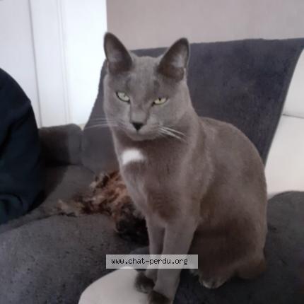 Photo 1/1 Pilou Chat lost in Carbonne