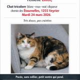 Picture of cat lost at Veyrier