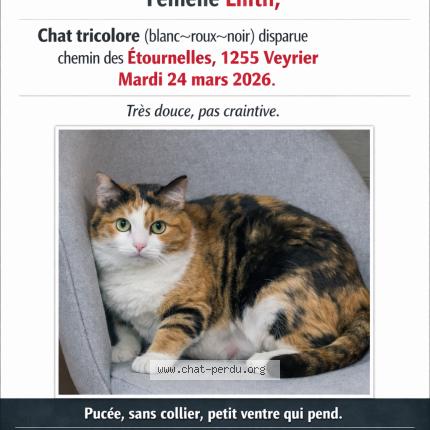 Photo 1/1 Lilith Chat lost in Veyrier