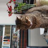 Picture of cat lost at Saujon