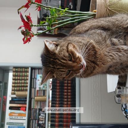 Photo 1/1 Harley Chat lost in Saujon