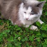 Picture of cat lost at Lyon