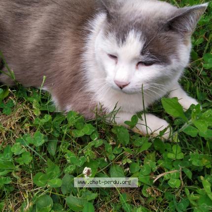 Photo 1/1 pompom Chat lost in Lyon