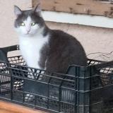 Picture of cat lost at Cabrieres