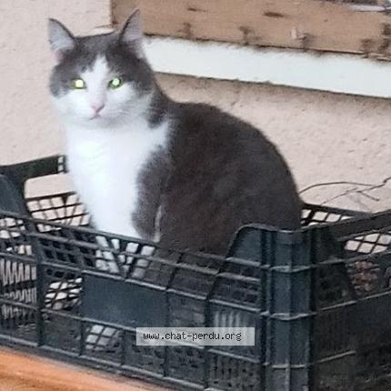 Photo 1/1 CHARNAY Julie Chat lost in Cabrieres