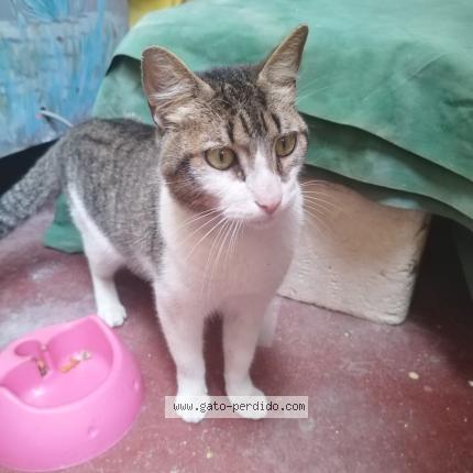 Photo 1/1 Found cat Found in Cercado de lima