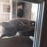 Picture of cat found at Chatellerault