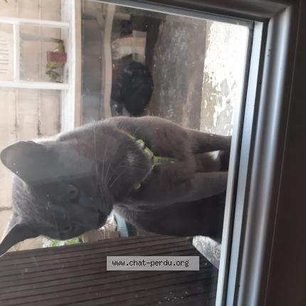 Photo 1/1 Found cat Found in Chatellerault