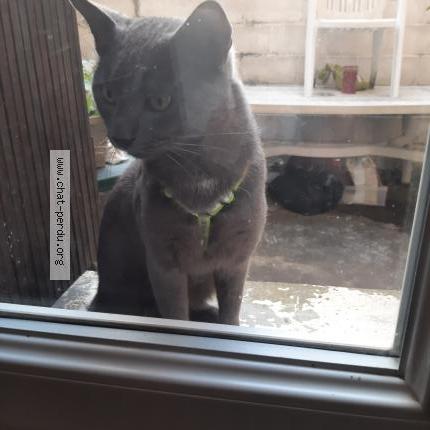 Photo 1/1 Found cat Found in Chatellerault