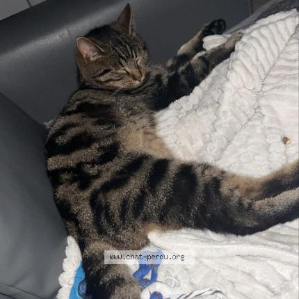 Photo 1/1 Filou Chat lost in Ferrieres en gatinais