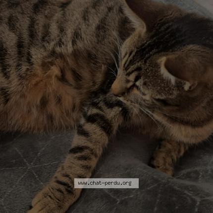 Photo 1/1 Karat Chat lost in Sevres