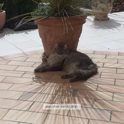 Photo 1/1 Found cat Found in Saint gely du fesc