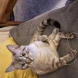 Picture of cat lost at Reze