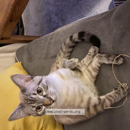 Photo 1/1 Chaton Chat lost in Reze