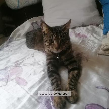 Photo 1/1 Réglisse Chat lost in Gorron