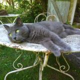 Picture of cat lost at Saclas