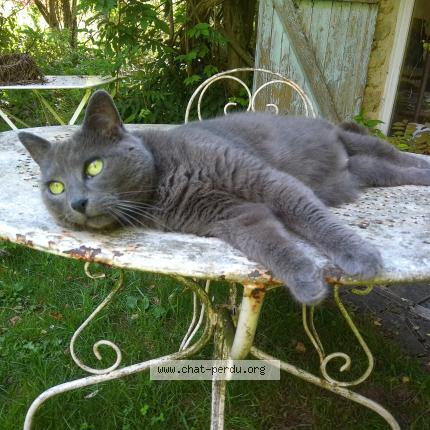 Photo 1/1 coquinette Chat lost in Saclas