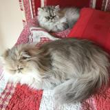 Picture of cat lost at Jacou