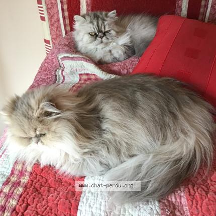 Photo 1/1 Artus Chat lost in Jacou