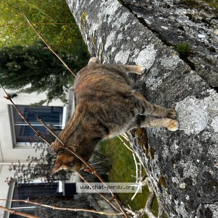 Photo 1/1 Found cat Found in Chambourcy