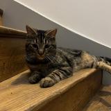 Picture of cat found at Dinan