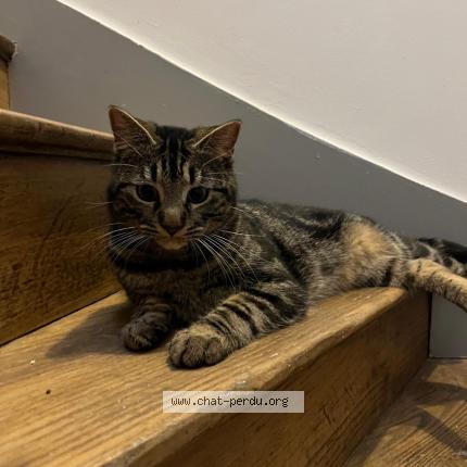 Photo 1/1 Found cat Found in Dinan