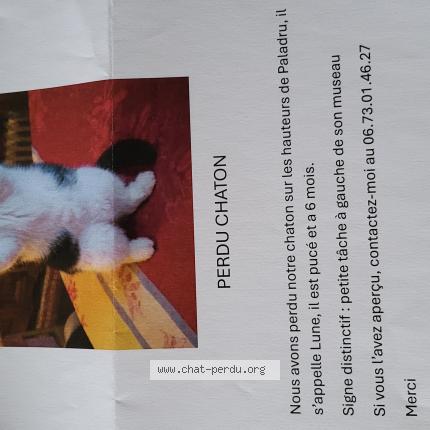 Photo 1/1 LUNE Chat lost in Villages du lac de paladru