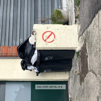 Photo 1/1 Found cat Found in Champigny sur marne