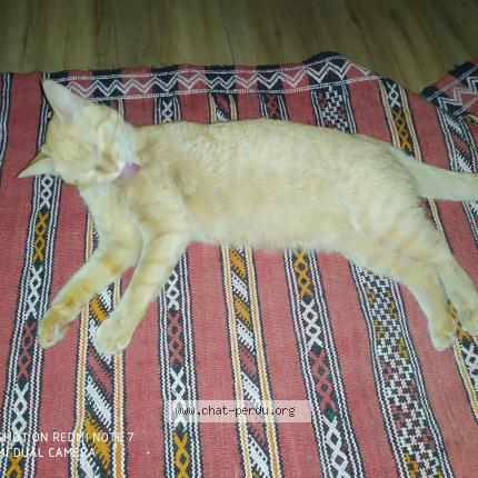 Photo 1/1 Roupette Chat lost in Tours