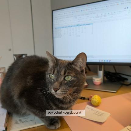 Photo 1/1 Timothé Chat lost in Les cedres