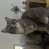 Picture of cat lost at Sarge Les Le Mans