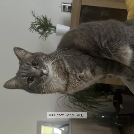 Photo 1/1 Plume Chat lost in Sarge les le mans