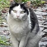 Picture of cat lost at Noisy Le Sec