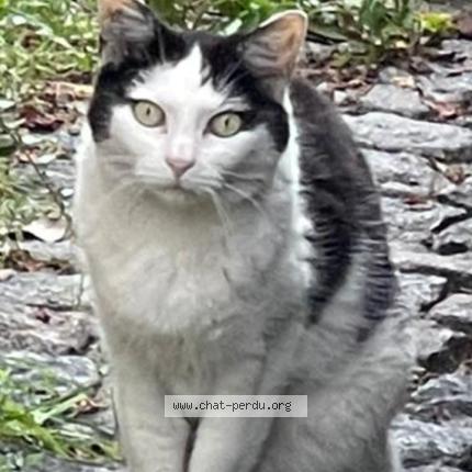 Photo 1/1 Chipie Chat lost in Noisy le sec