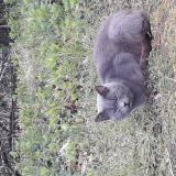 Picture of cat found at St Remy De La Vanne