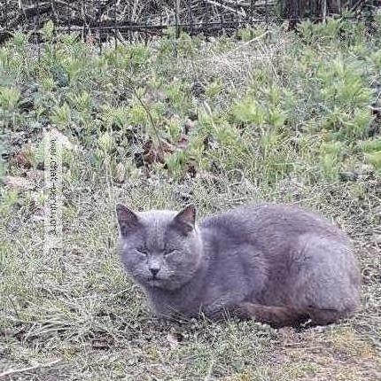 Photo 1/1 Found cat Found in St remy de la vanne